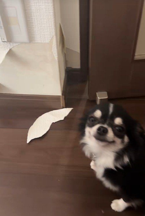 壁にイタズラしたオレオちゃん