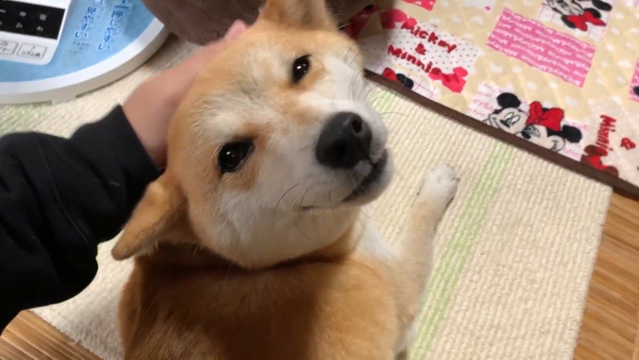 頭をナデナデ♪