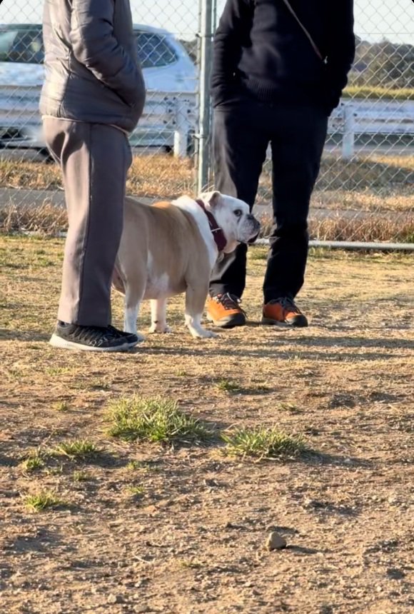 飼い主を間違えるぱせり君