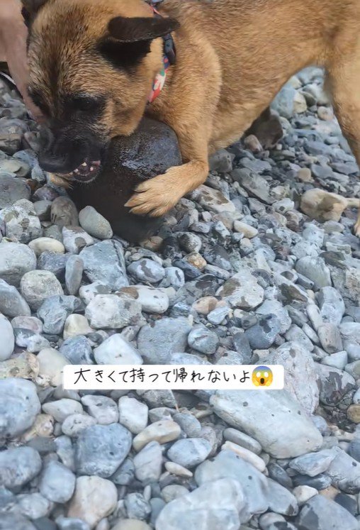 石にしがみついて唸るモアちゃん