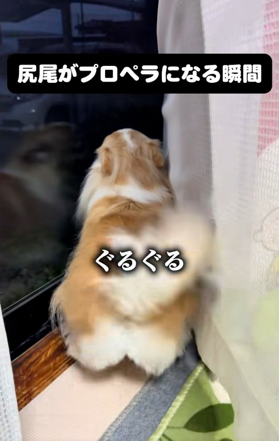 高速回転するしっぽ2