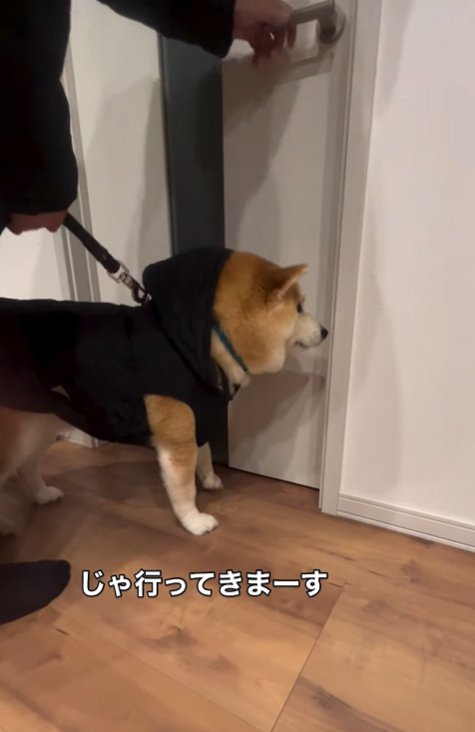散歩の準備万端な柴犬
