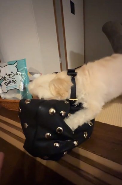 バッグに顔を埋めるすずめちゃん