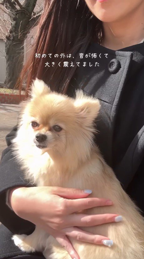 女性の膝の上に乗りながら、外の音に震える犬