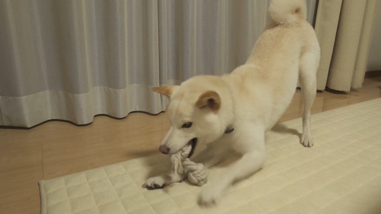 おもちゃで遊ぶノンくん