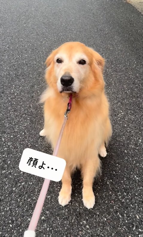 散歩を拒否する大型犬