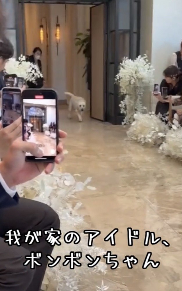 扉の奥から歩いてくる犬