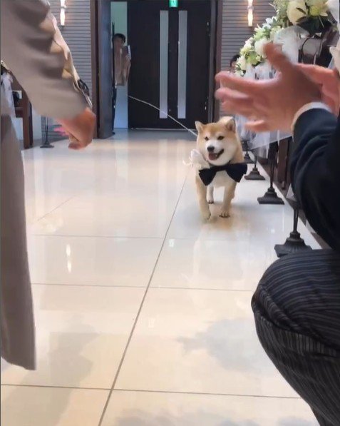 リングドッグに挑戦する豆助座衛門くん3