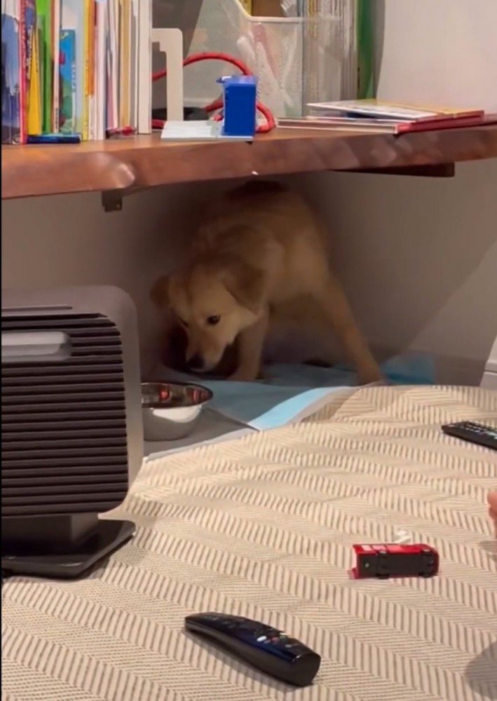 水を覗き込む犬