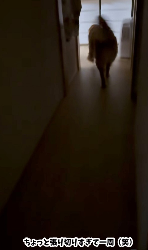廊下を元気よく歩く犬の姿