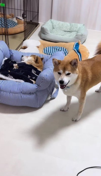 子供たちも心配そうに見守る