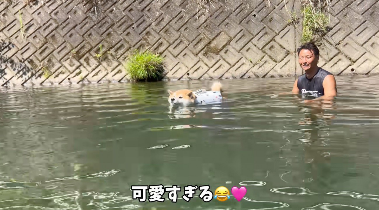 男性に見守られて川の中を泳ぐ柴犬