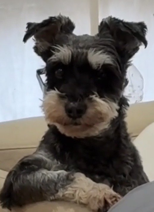 アップで見つめる犬