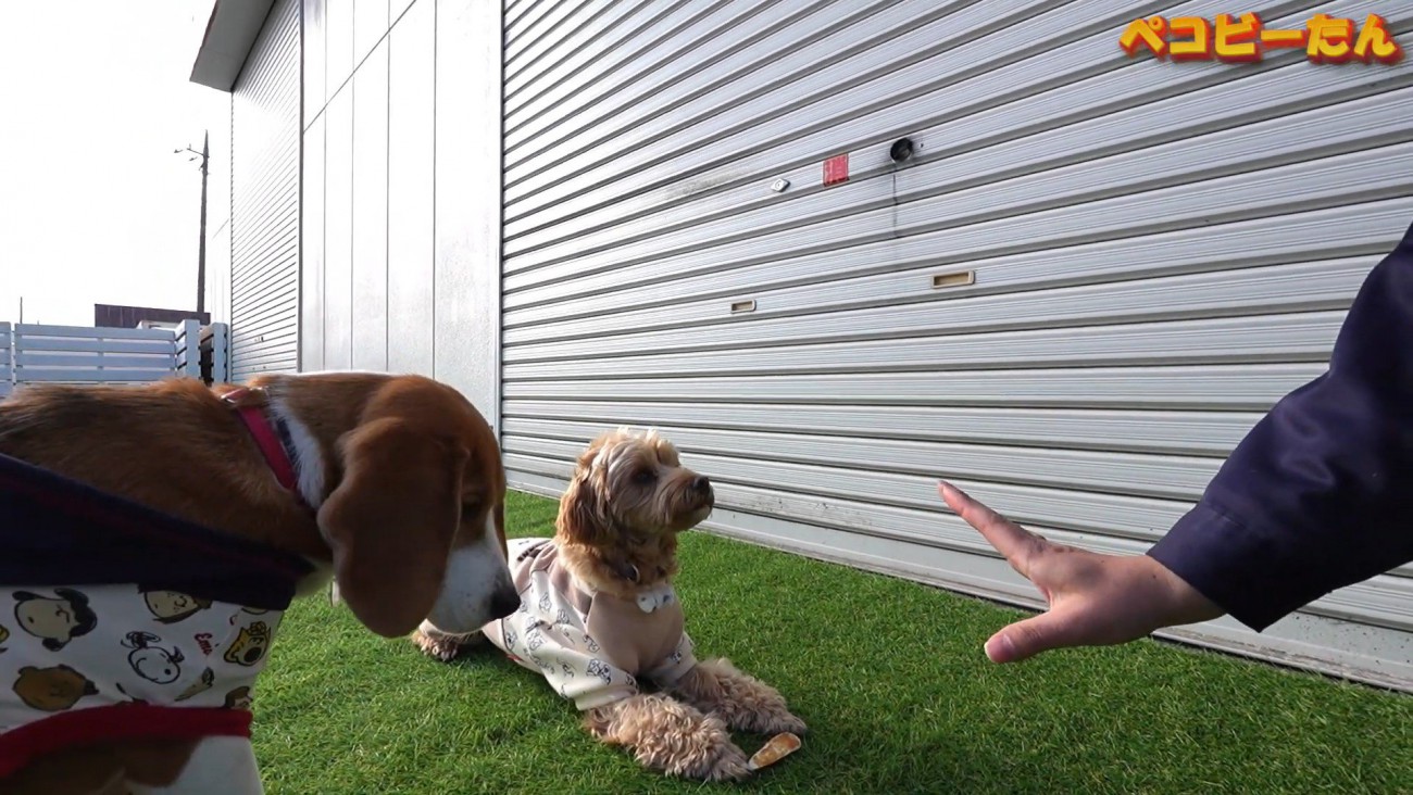いい子で「待て」をするポピーくん