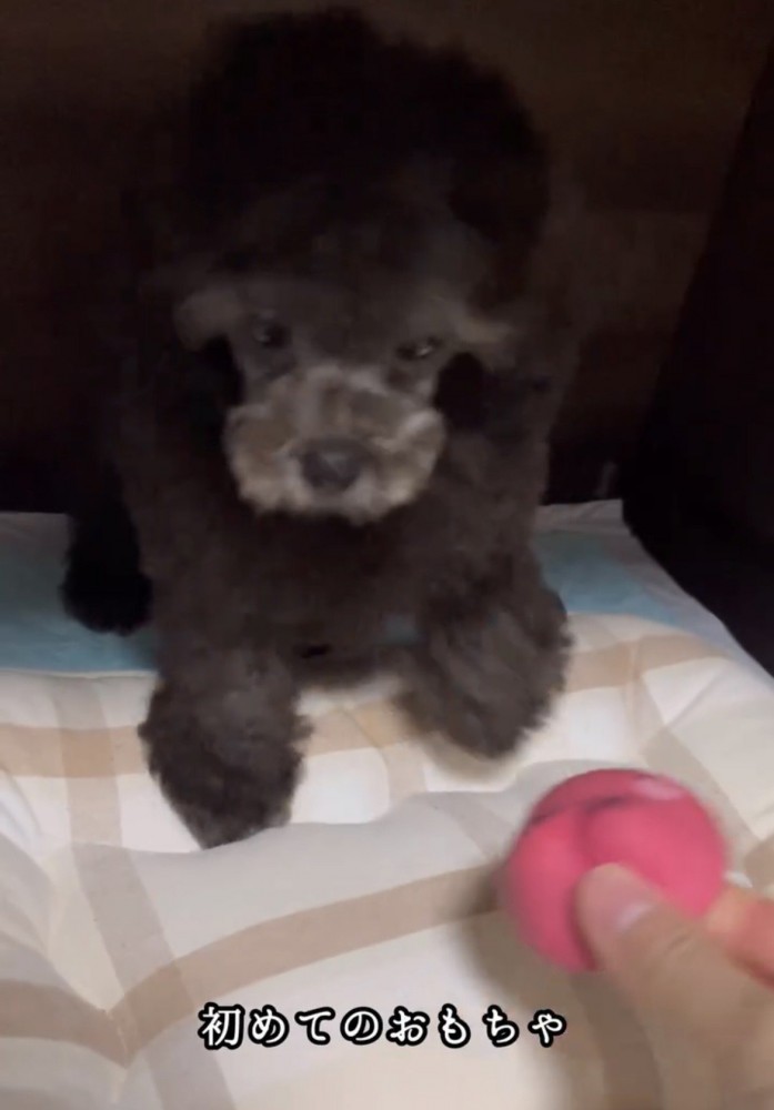 おもちゃを見つめている犬