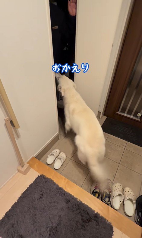 パパが隠れた時のれお君8