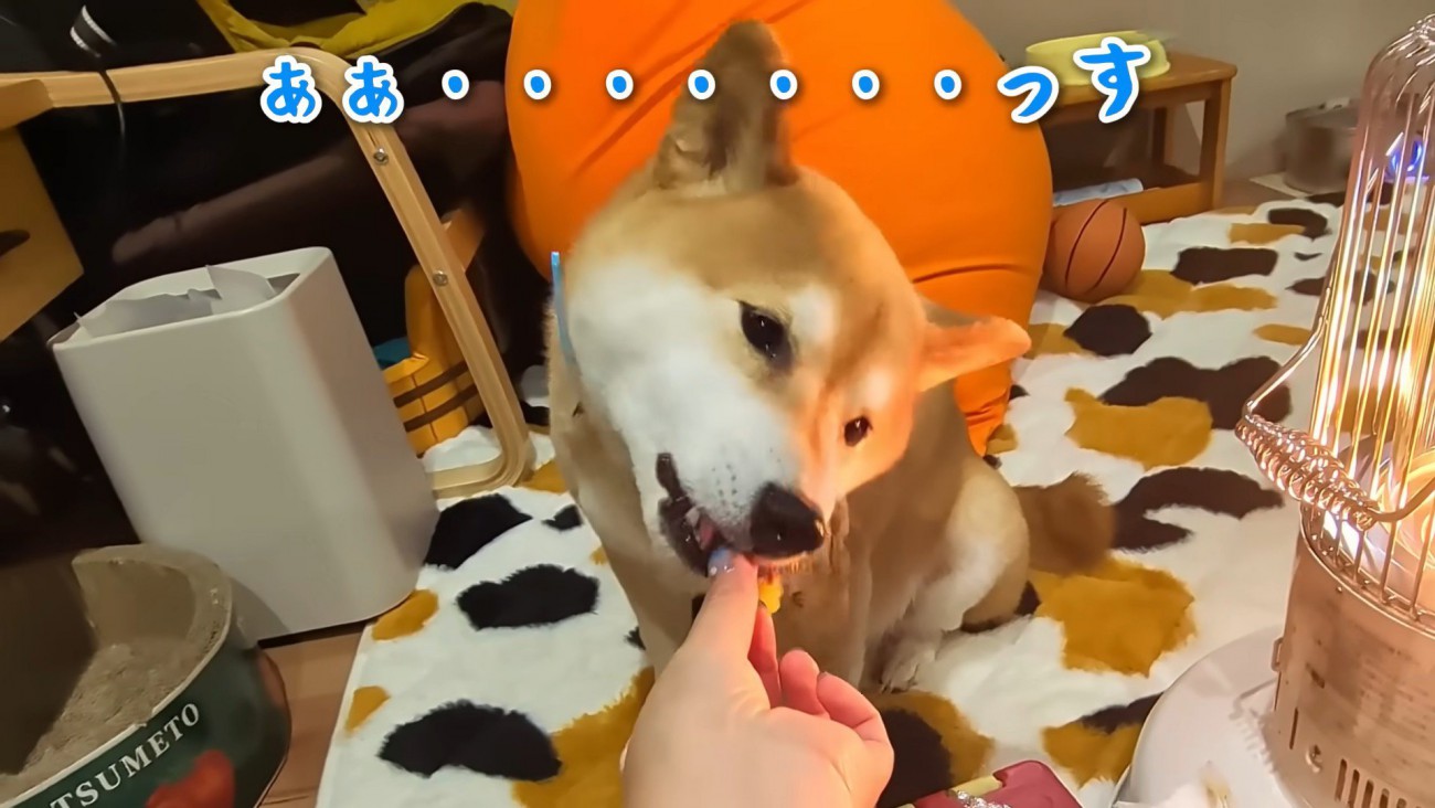 スティーブくんも嬉しそう