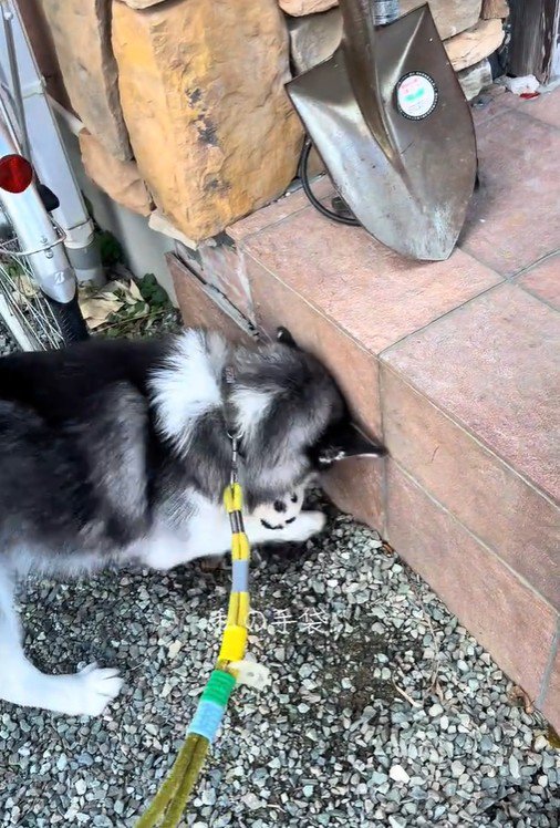 ナラちゃんの行動2