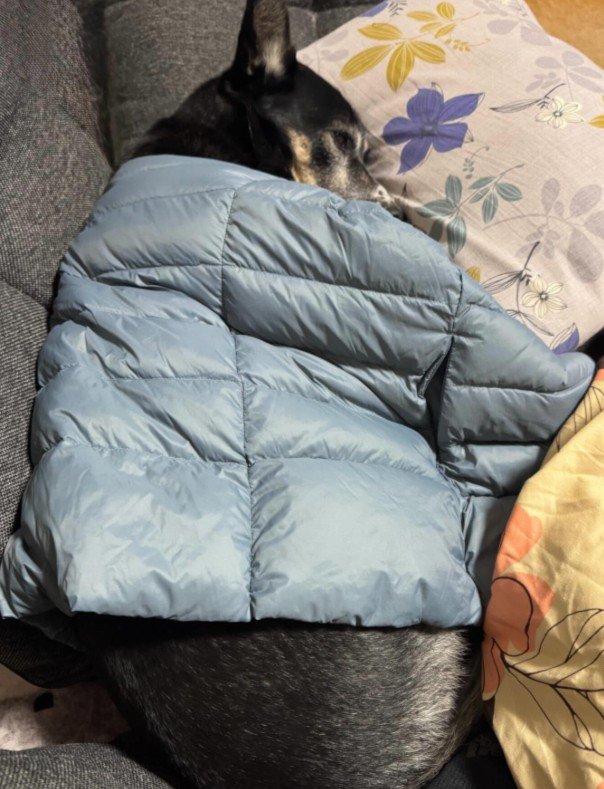 柴犬とジャーマンシェパードのMIX犬