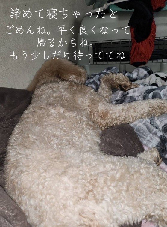 ママの夢を見ているかな？