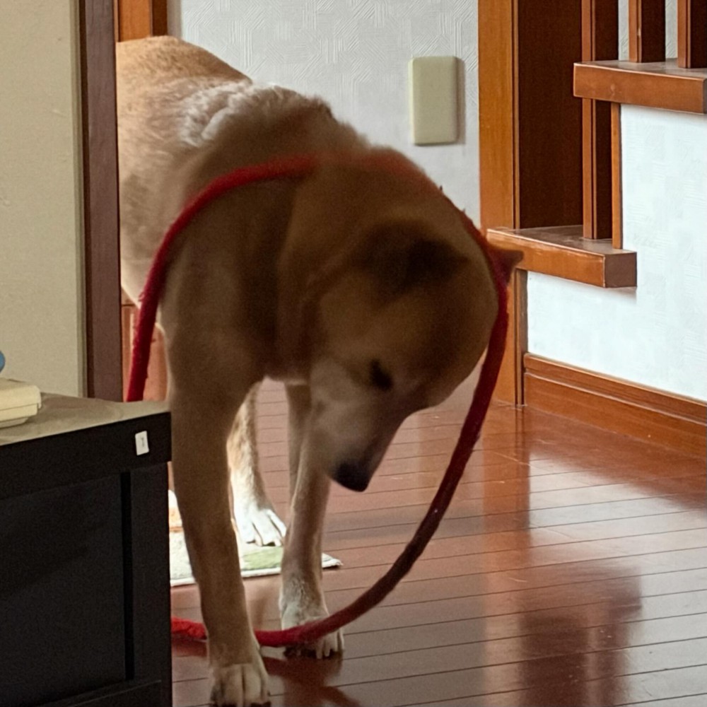 赤いリードを首にかけて歩く犬