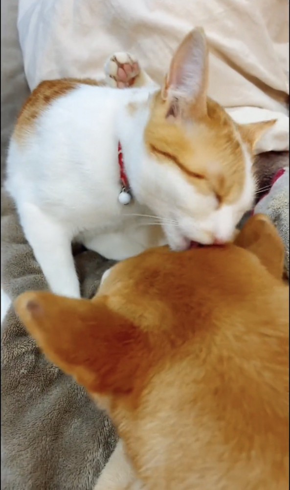 犬を毛づくろいする猫