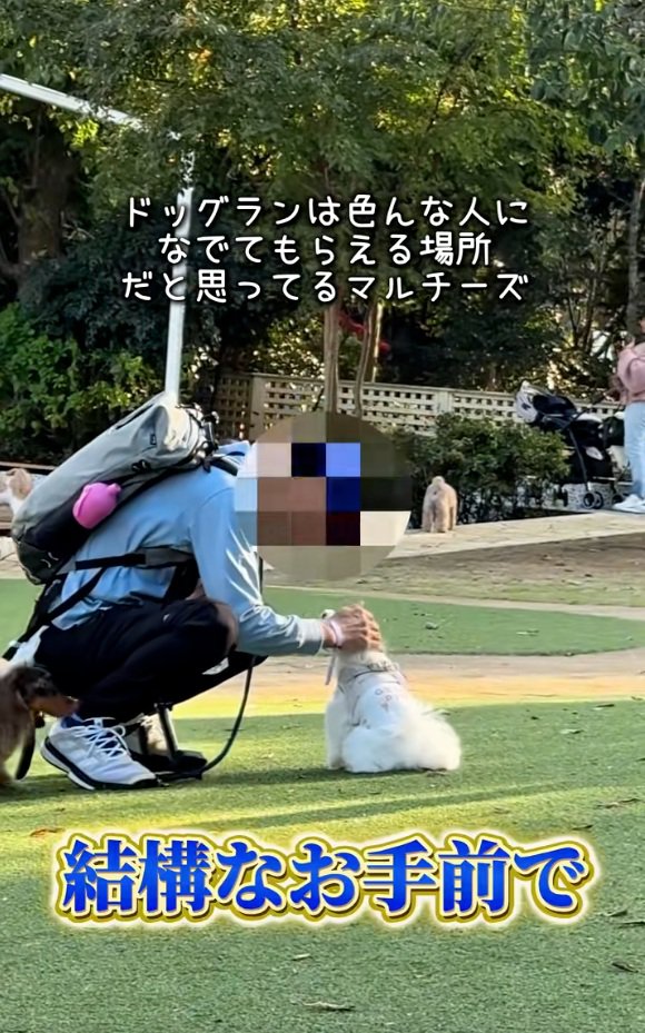 男性に撫でてもらうおもちくん