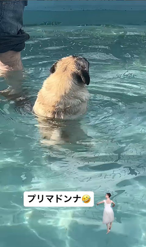 プールに来たぽんずちゃん9