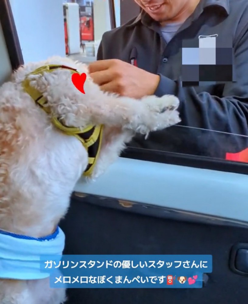スタッフさんに撫でてもらう犬