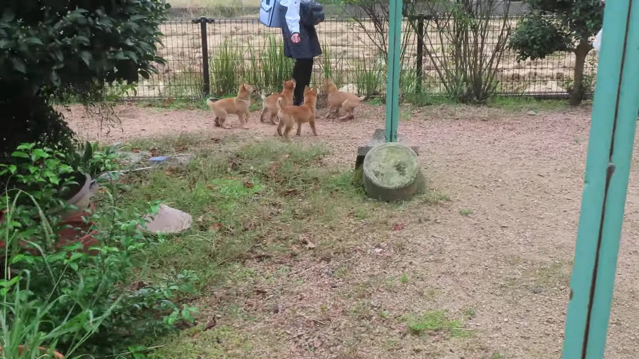 ヤクルトレディになりたい…！