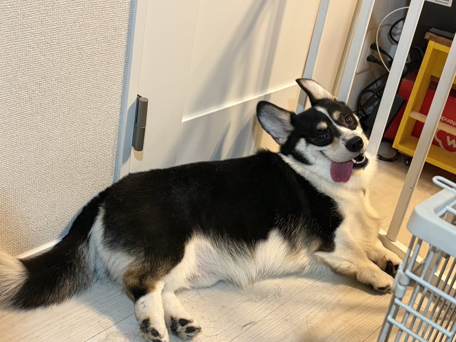 ニコニコ