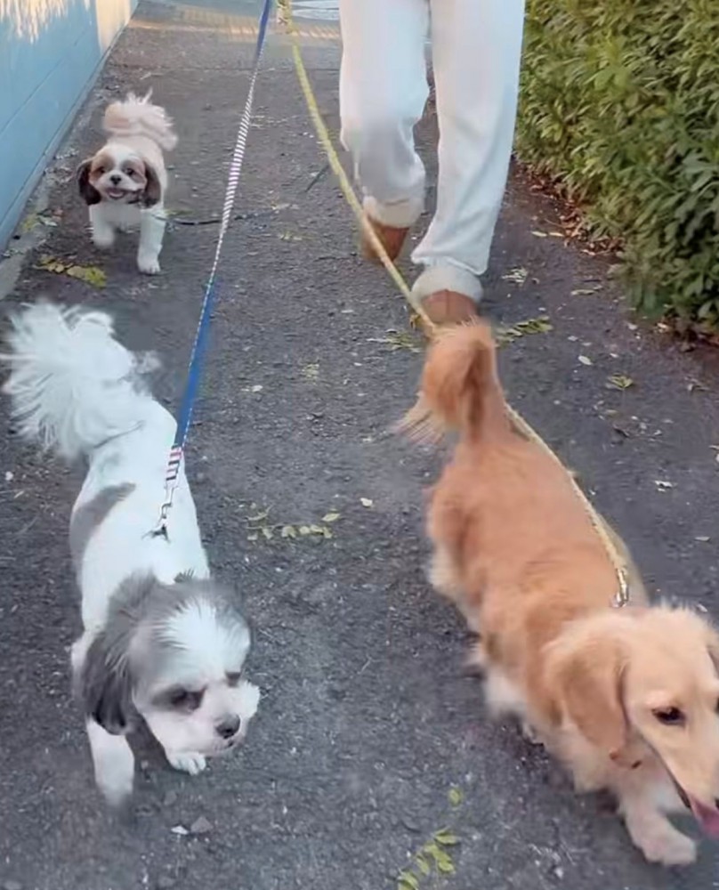 散歩中の3匹の犬