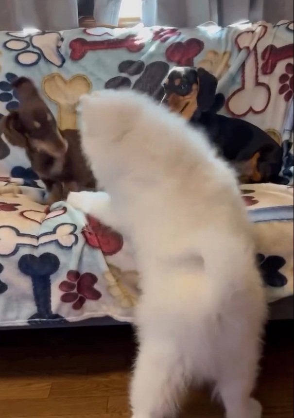 ちょっかいを出すごえもん君