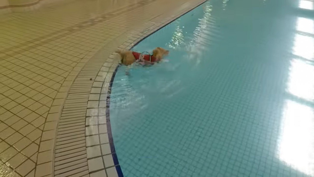 プールに落ちてしまいました！