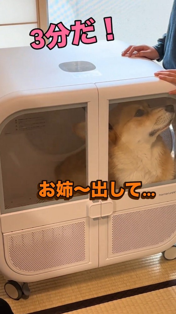 ドライヤーハウスの中から外を見つめる犬