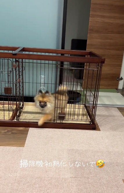 自由なナッツちゃん