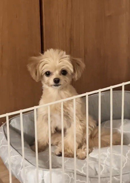 座りながら飼い主の方を見つめる犬
