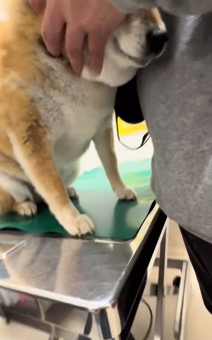 あーちゃんの顔を隠す飼い主さん