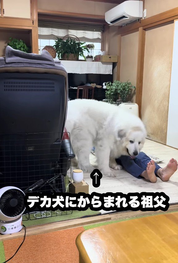 お昼寝中のおじいちゃん