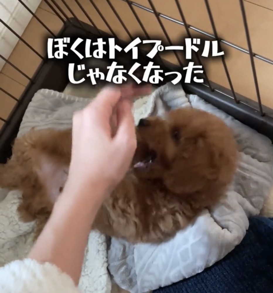 手を噛もうとする犬