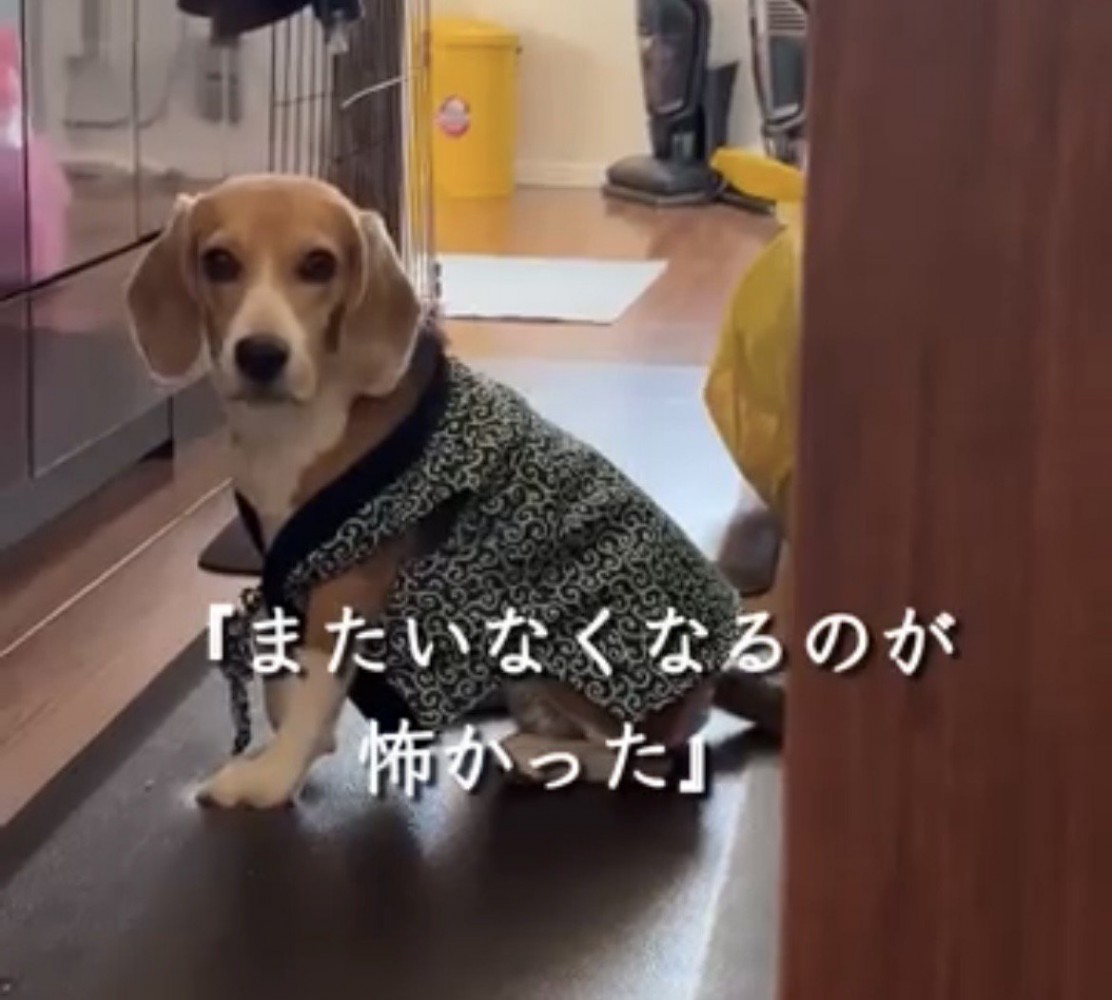 座って振り向く犬