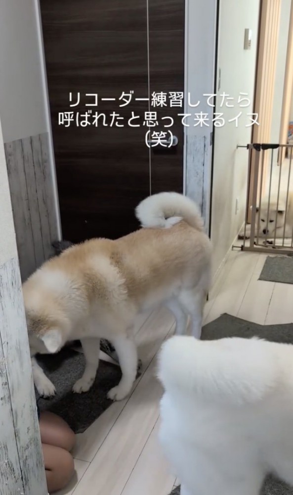 呼ばれたと思って