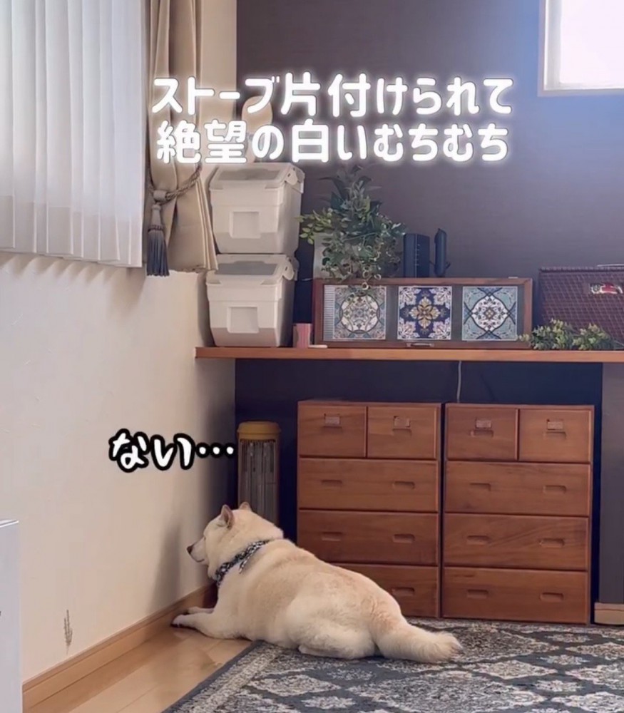 壁際で寝そべる犬