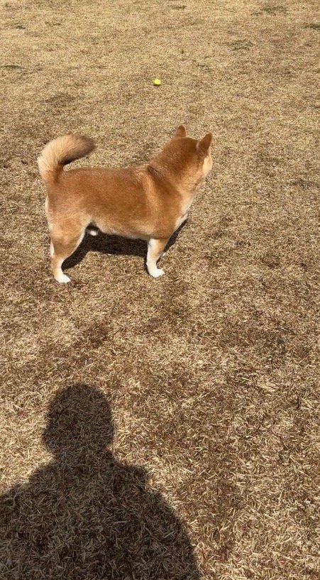 ボールを無視して遠くを見つめる犬