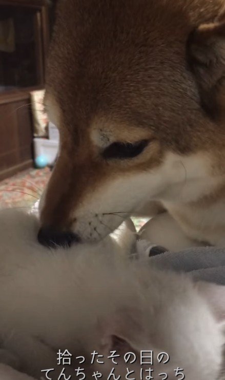 犬のてんちゃんが親代わりに！