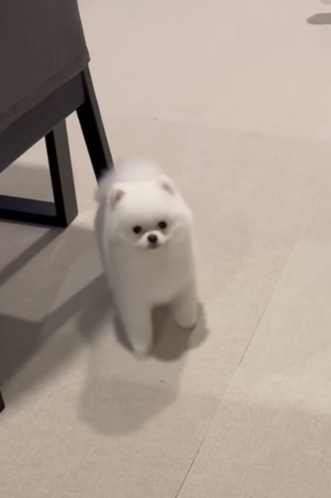 椅子の足に背が当たる犬