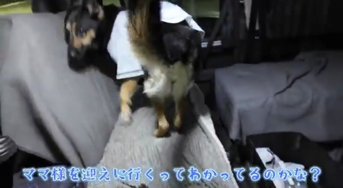座席の上を歩く犬