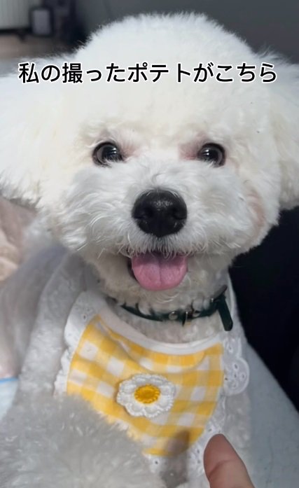 ママが撮ったポテトくん1