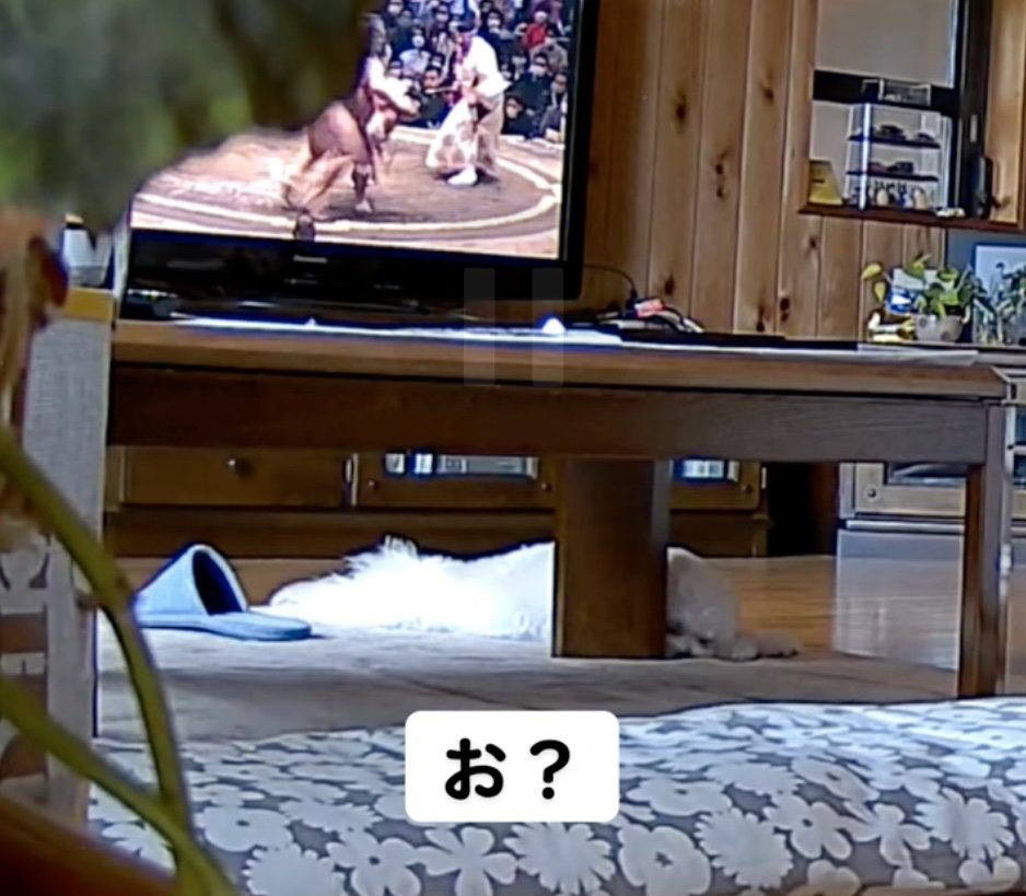 テレビの前で眠る犬