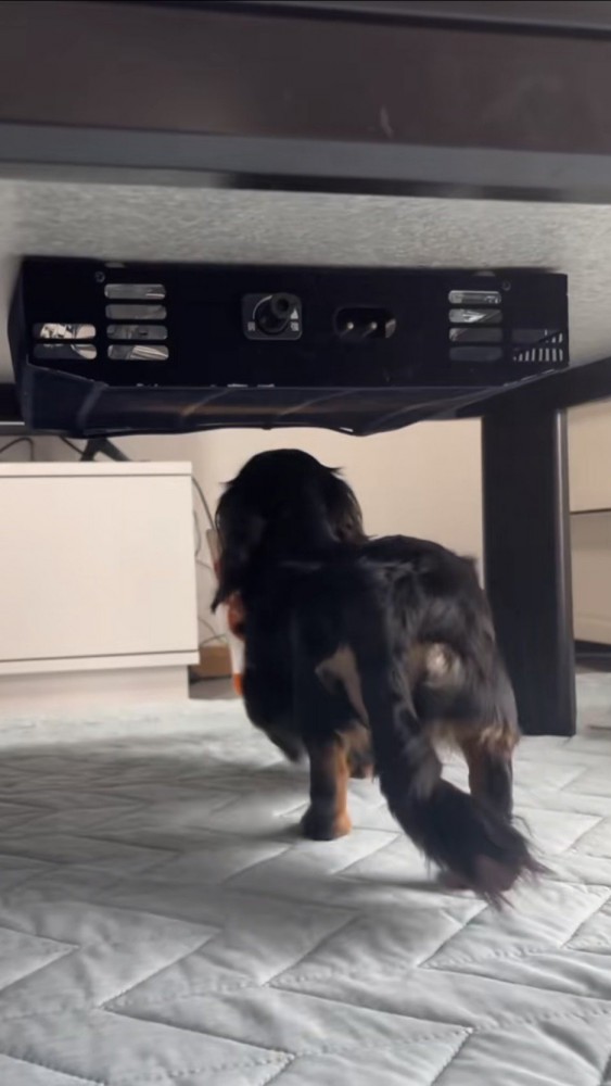 左前足をあげて歩く犬